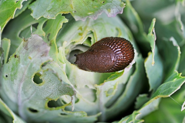 La babosa española (Arion vulgaris) es una plaga peligrosa para la agricultura. Slug come repollo. Enfoque selectivo.