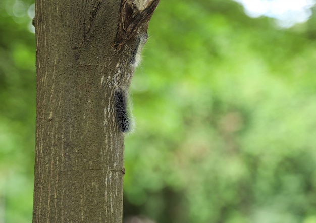 babosa gusano en árbol