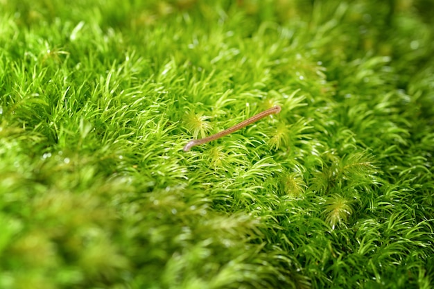 Babosa en hoja verde