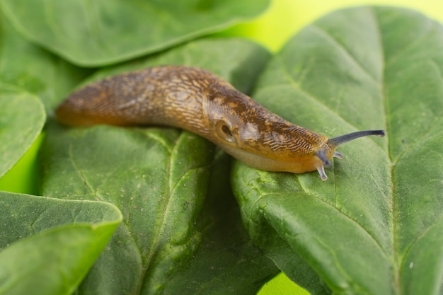 Babosa en hojas de lechuga de cerca