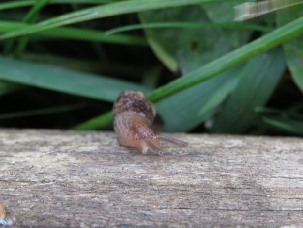 Una babosa en el jardín