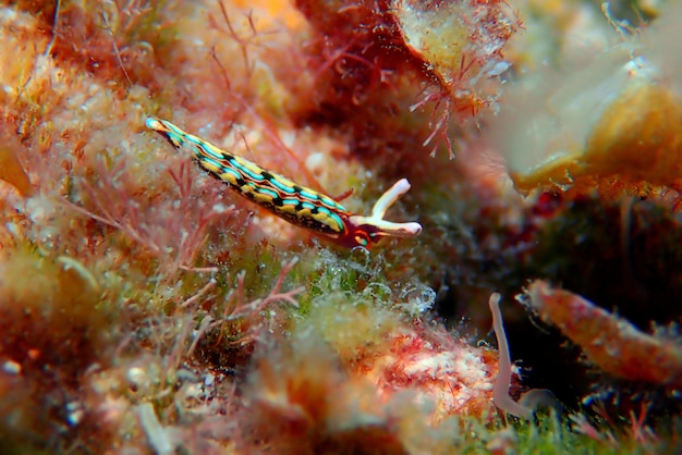 Foto babosa de mar blanca (nudibranquio) - elysia timida