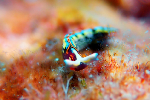 Babosa de mar blanca (nudibranquio) - Elysia timida