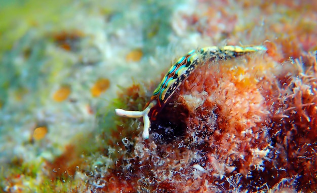 Babosa de mar blanca (nudibranquio) - Elysia timida