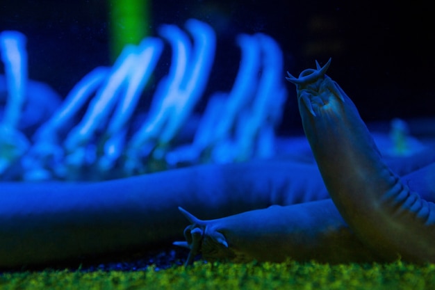 Foto babosa de mar en un tanque más oscuro