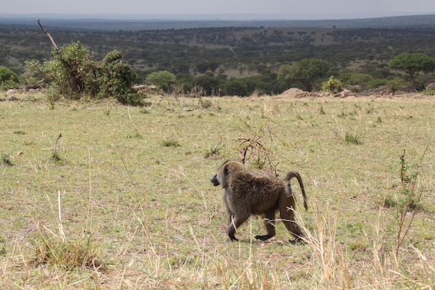 Babuíno africano marrom andando sozinho no serengerti ao lado do Quênia e da Tanzânia
