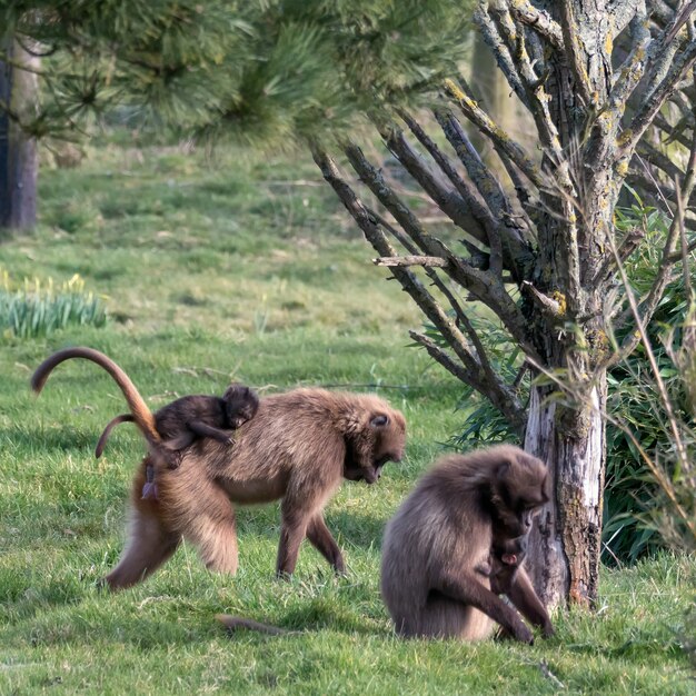 Babuino Gelada (Theropithecus gelada)