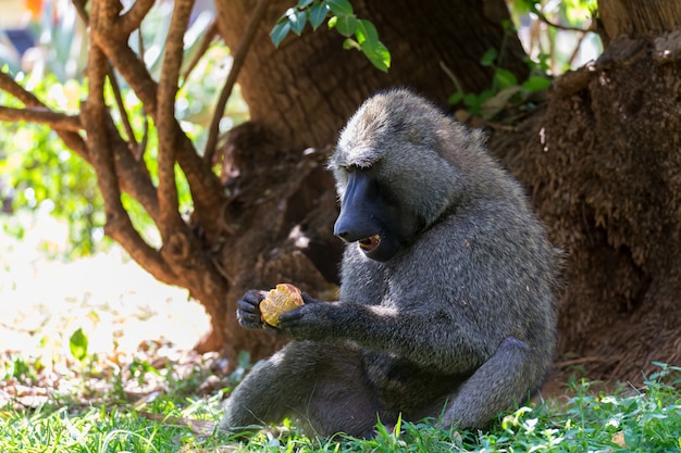 Un babuino ha encontrado una fruta y se la come.