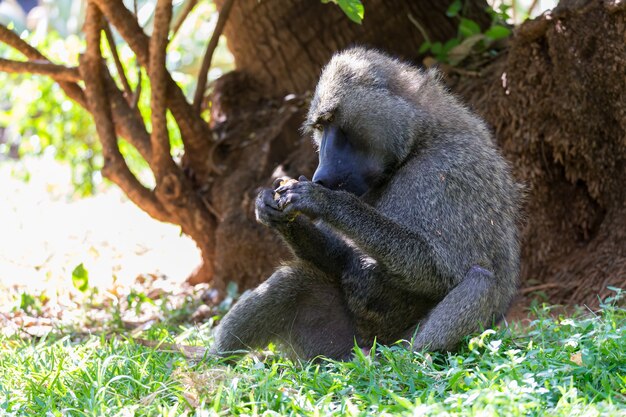 Un babuino ha encontrado una fruta y se la come.