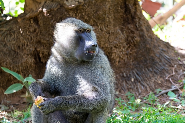 Un babuino ha encontrado una fruta y la muerde.