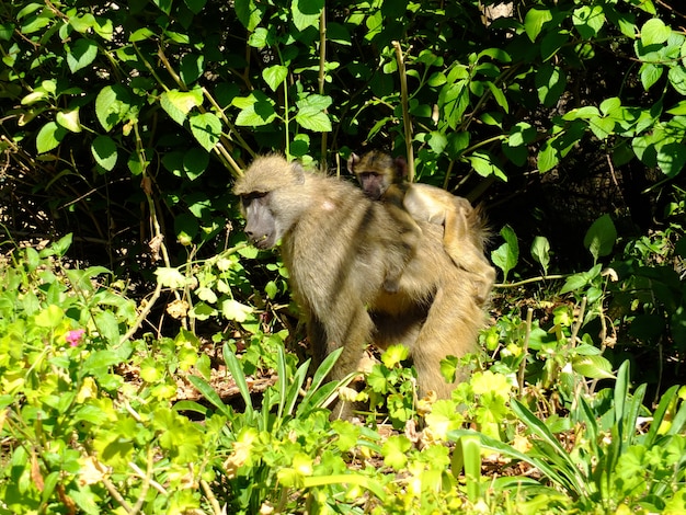 El babuino en Livingstone, Zimbabwe