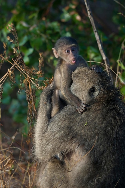 Foto babuíno mãe e bebê parque nacional kruger áfrica do sul