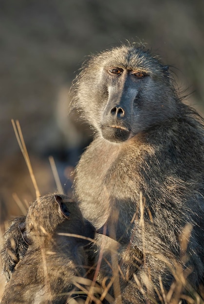 Foto babuíno mãe e bebê parque nacional kruger áfrica do sul