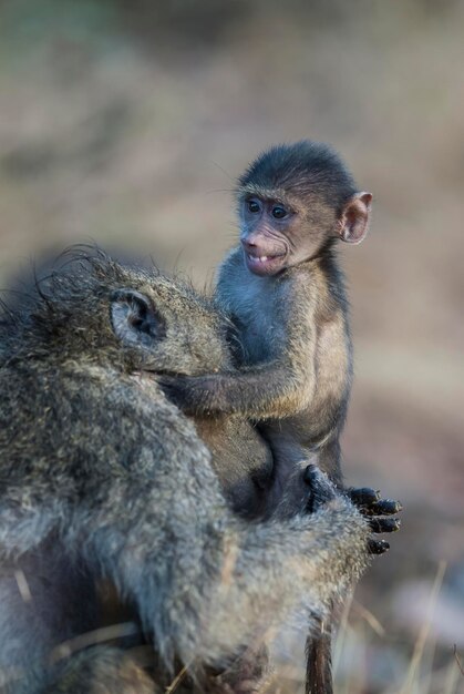 Foto babuíno mãe e bebê parque nacional kruger áfrica do sul