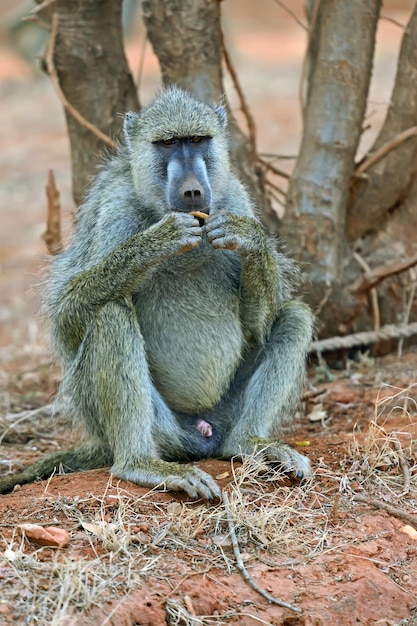 Babuíno na savana africana selvagem, Quênia