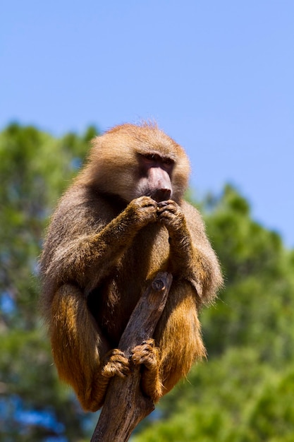 Foto babuíno (papio hamadryas ursinus)