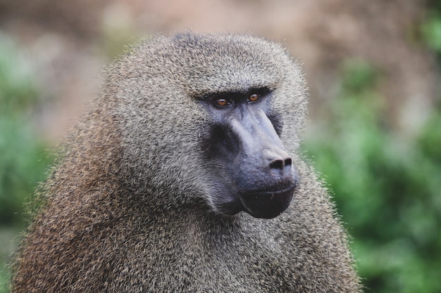 Foto babuinos de guinea en ambiente natural