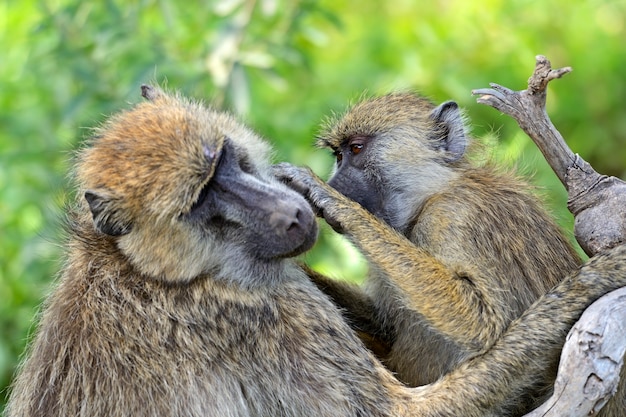 Babuínos no habitat natural. África. Quênia.