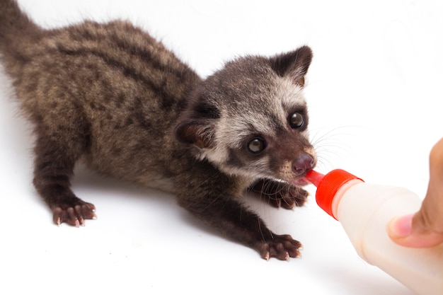 Baby asiatische Palmenzibet auf weißem Hintergrund