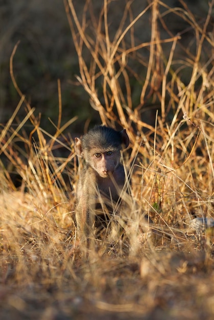 Foto baby baboon kruger national park áfrica do sul