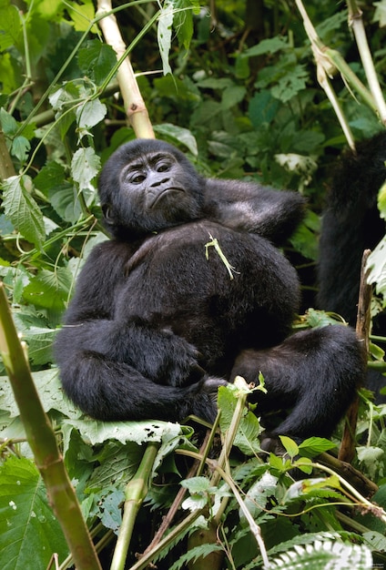 Baby-Berggorilla auf einem Baum. Uganda. Bwindi Impenetrable Forest National Park.