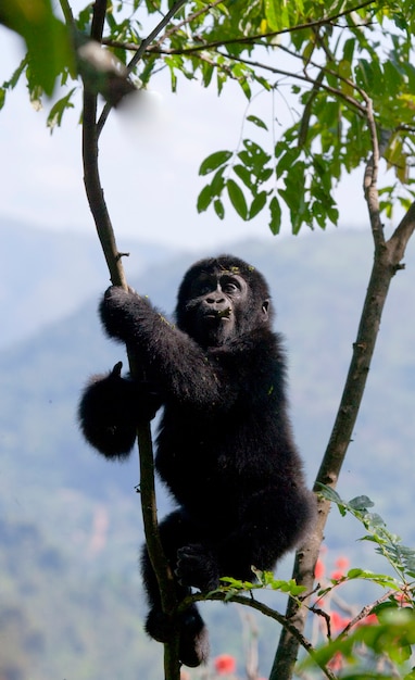 Baby-Berggorilla auf einem Baum. Uganda. Bwindi Impenetrable Forest National Park.