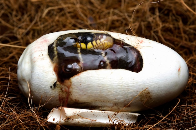 Baby Boiga cobra dendrophila com anéis amarelos