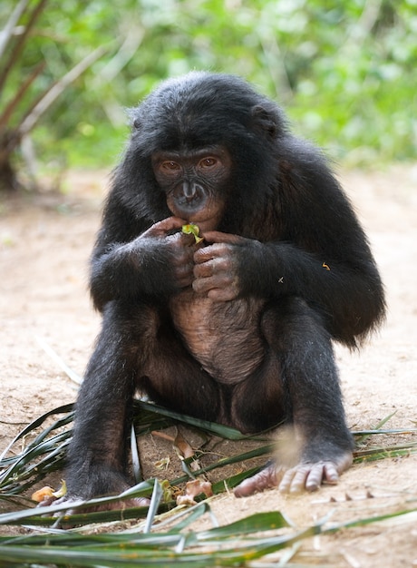 Baby Bonobo está sentado en la hierba. República Democrática del Congo. Parque Nacional Lola Ya Bonobo.