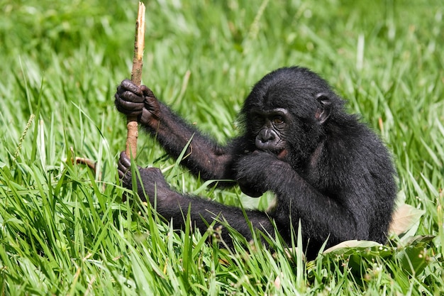 Baby Bonobo está sentado en la hierba. República Democrática del Congo. Parque Nacional Lola Ya Bonobo.