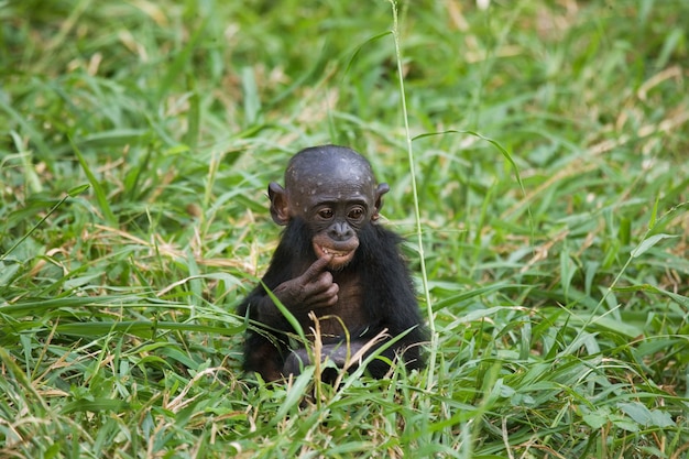 Baby Bonobo sitzt im Gras. Demokratische Republik Kongo. Lola Ya Bonobo Nationalpark.