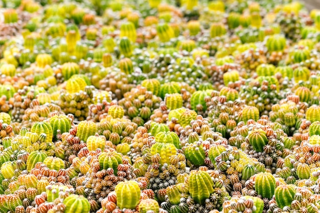 Baby cactus en Seedling Nursery