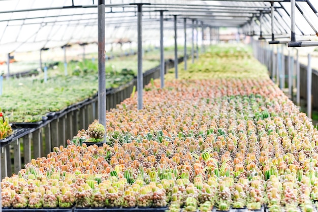 Baby cactus en Seedling Nursery