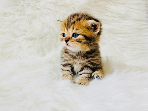 Baby Cat British Shorthair