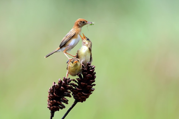 Baby Cisticola juncidis Vogel wartet auf Nahrung von seiner Mutter Cisticola juncidis Vogel auf Ast