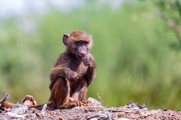 Baby des Chacma-Babyns sitzt auf dem Müll auf der Deponie in Äthiopien