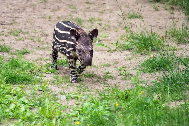 Baby des gefährdeten südamerikanischen Tapirs