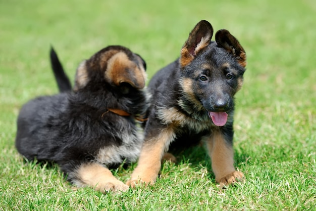 Baby Deutscher Schäferhund im grünen Sommergras