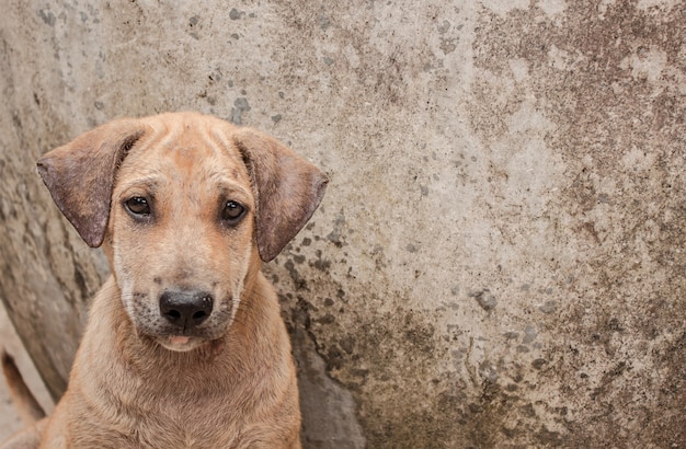 Baby Dog y su cara triste con espacio de copia