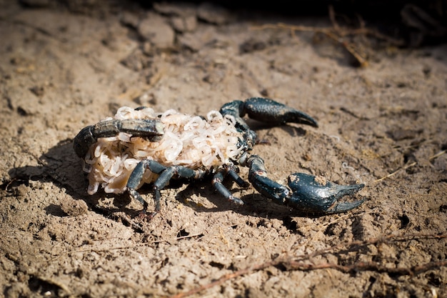 Baby Emporer Skorpion (Pandinus imperator) mit ihrer Mutter.