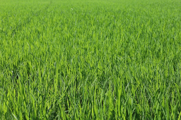 Baby Green Reisfeld in der Landschaft bei Thailand