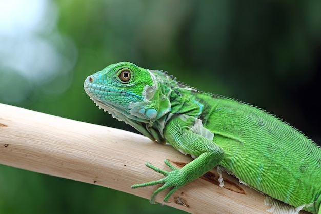 Baby grüner Leguan auf einem Zweig