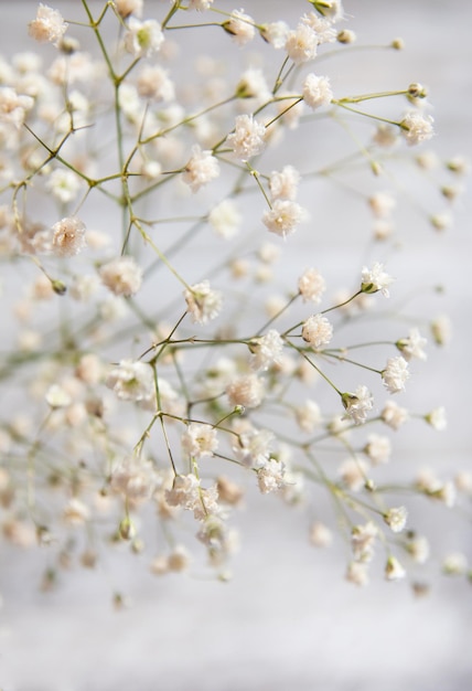 Baby-Gypsophila-Atem-Blumen-leichte luftige kleine weiße Blumen-selektiver Fokus