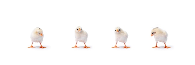 Baby Hamburg Chick wird in Deutschland und Holland anerkannt. Es steht isoliert auf weißem Hintergrund