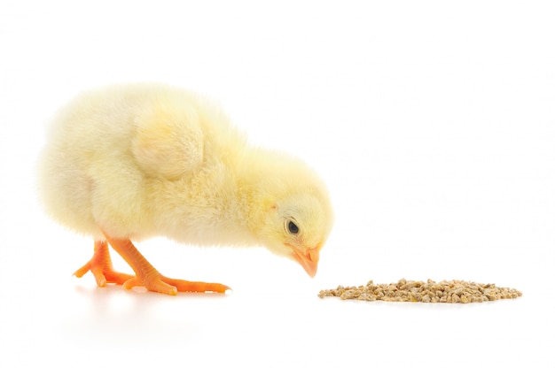 Baby Huhn, das eine Mahlzeit hat