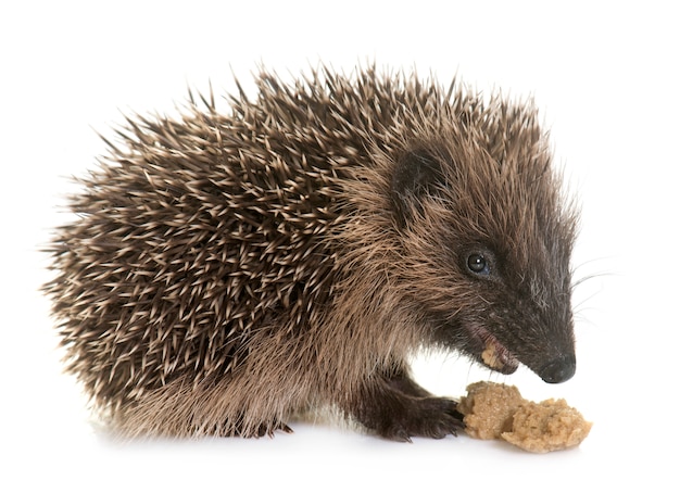 Baby Igel Essen