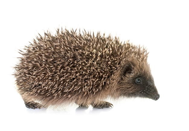 Baby-Igel