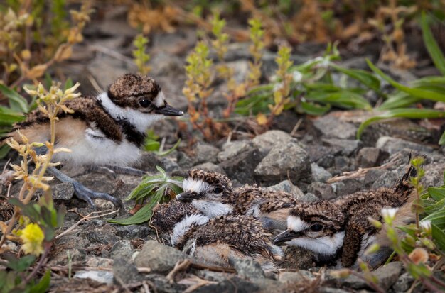 Baby-Killdeer-Küken im Nest mit Eiern