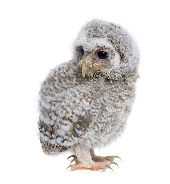 Baby Little Owl - Athene Noctua auf einem weißen isoliert