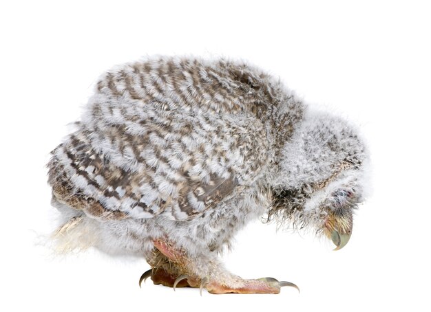 Baby Little Owl - Athene noctua en un blanco aislado