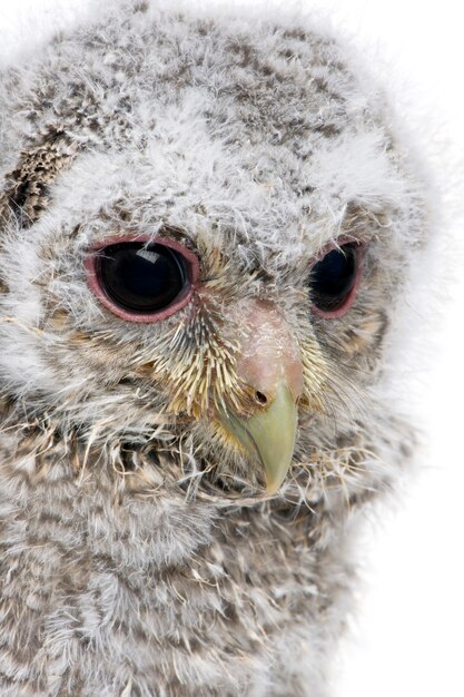 Baby Little Owl - Athene noctua en un blanco aislado